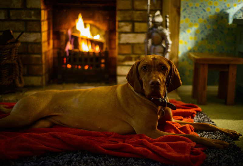 Fireplace_With_Dog-800x548