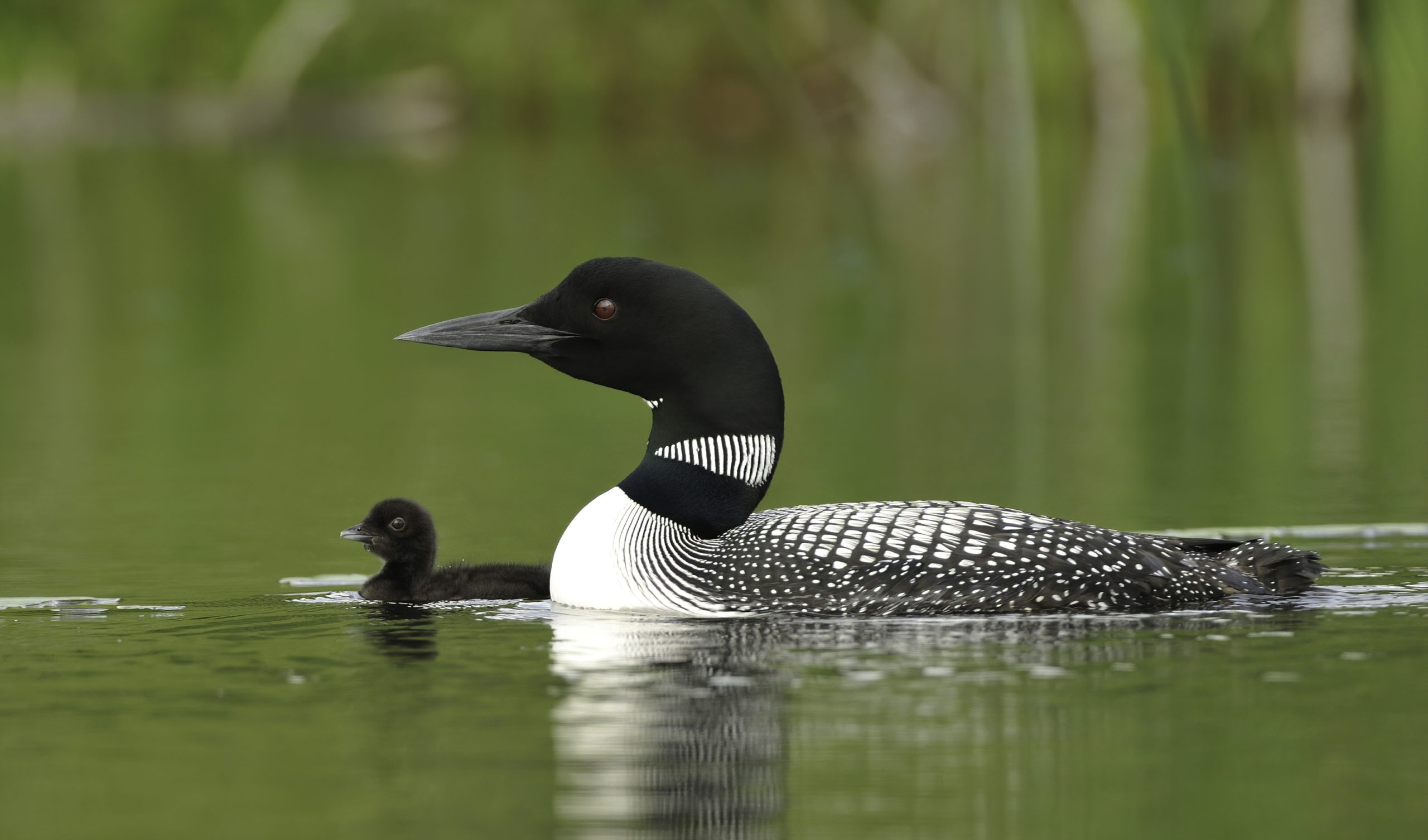 Canada is rich in wildlife and Mark's love for nature photography is one of the ways that he recharges. This image was captured only one day after the loon chick hatched.  
